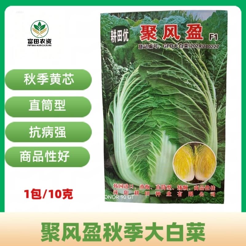 进口聚风盈黄芯矮颗大白菜种家庭园艺秋季黄心大白菜种子优质秋播