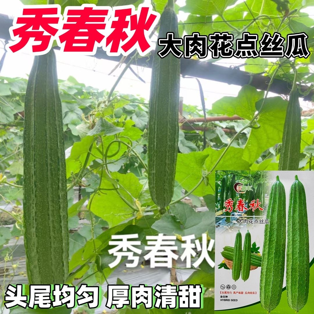 晨峰秀春秋大肉花点甜丝瓜种子耐寒耐热棱角丝瓜种籽春秋蔬菜种孑