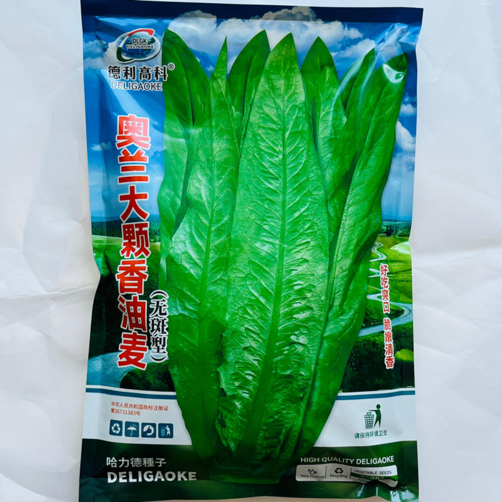 德利高科奥兰大颗香油麦菜种子色泽淡绿抗病强口感清香脆嫩油麦菜