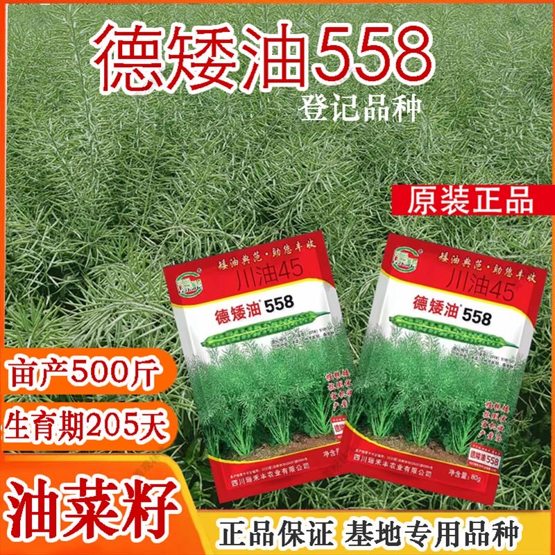德矮油558油菜籽种子油菜种子高产生长快基地专用
