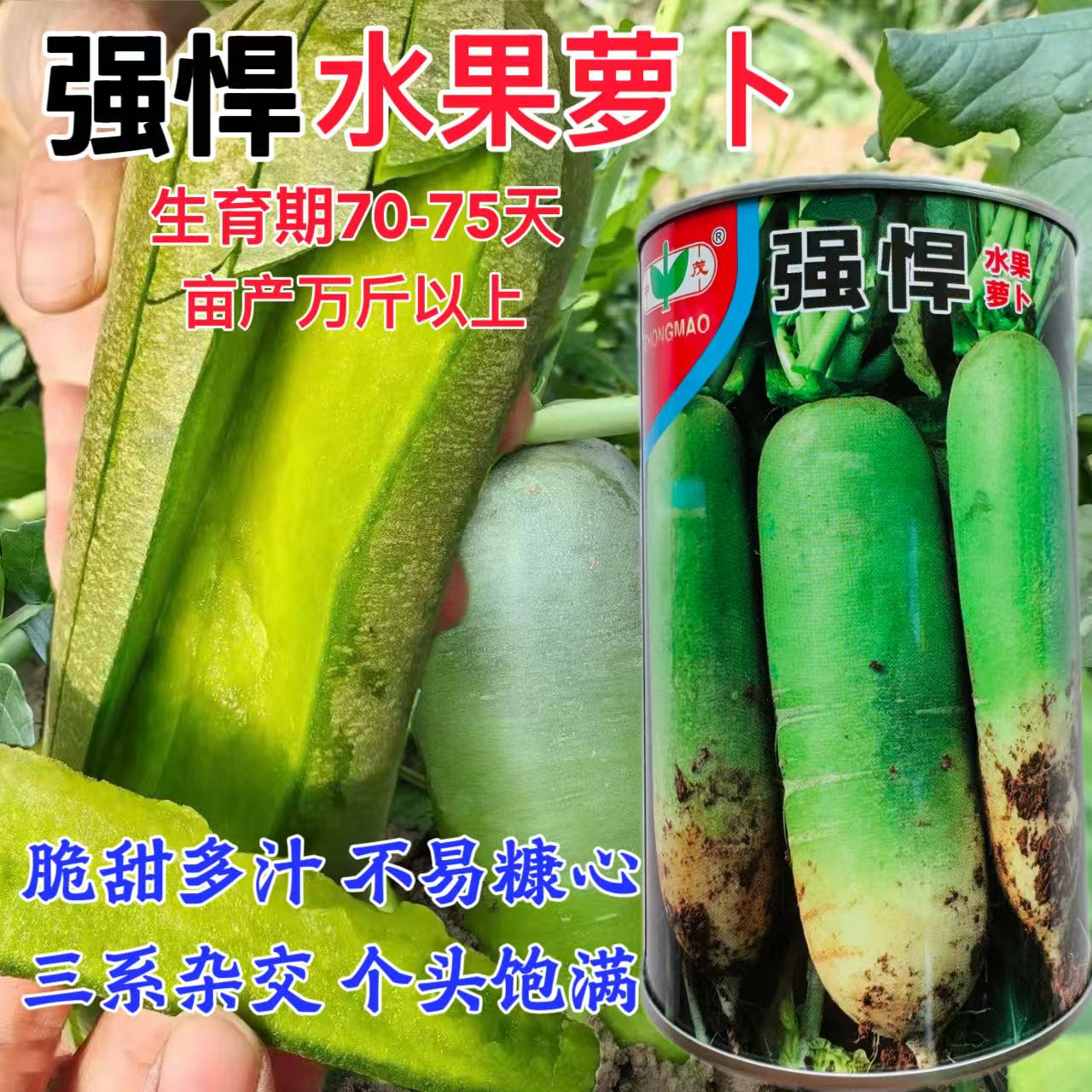中茂强悍水果青罗卜种子籽口感好优质高产耐糠大田秋季播蔬菜种子