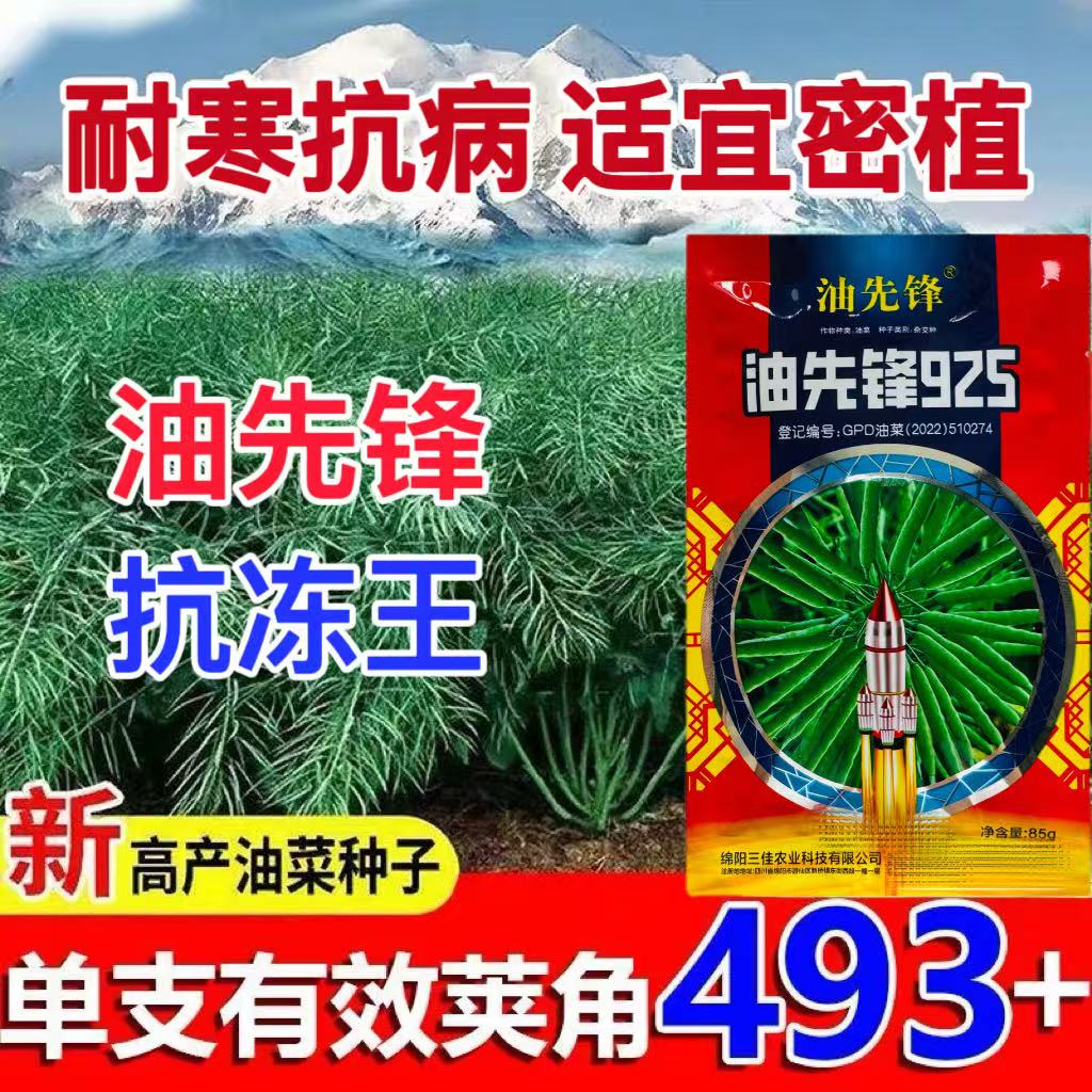 油先锋925油菜种子甘蓝半冬性油菜耐寒矮杆抗倒伏抗病高产油菜籽