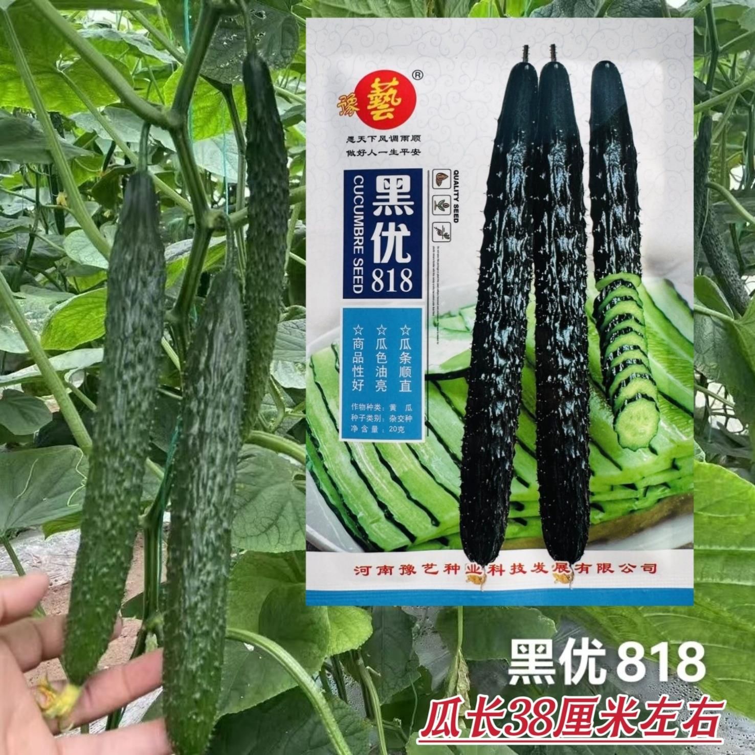 豫艺黑优818黄瓜种子密刺油亮黄瓜种子绿心绿肉青瓜种籽蔬菜种子