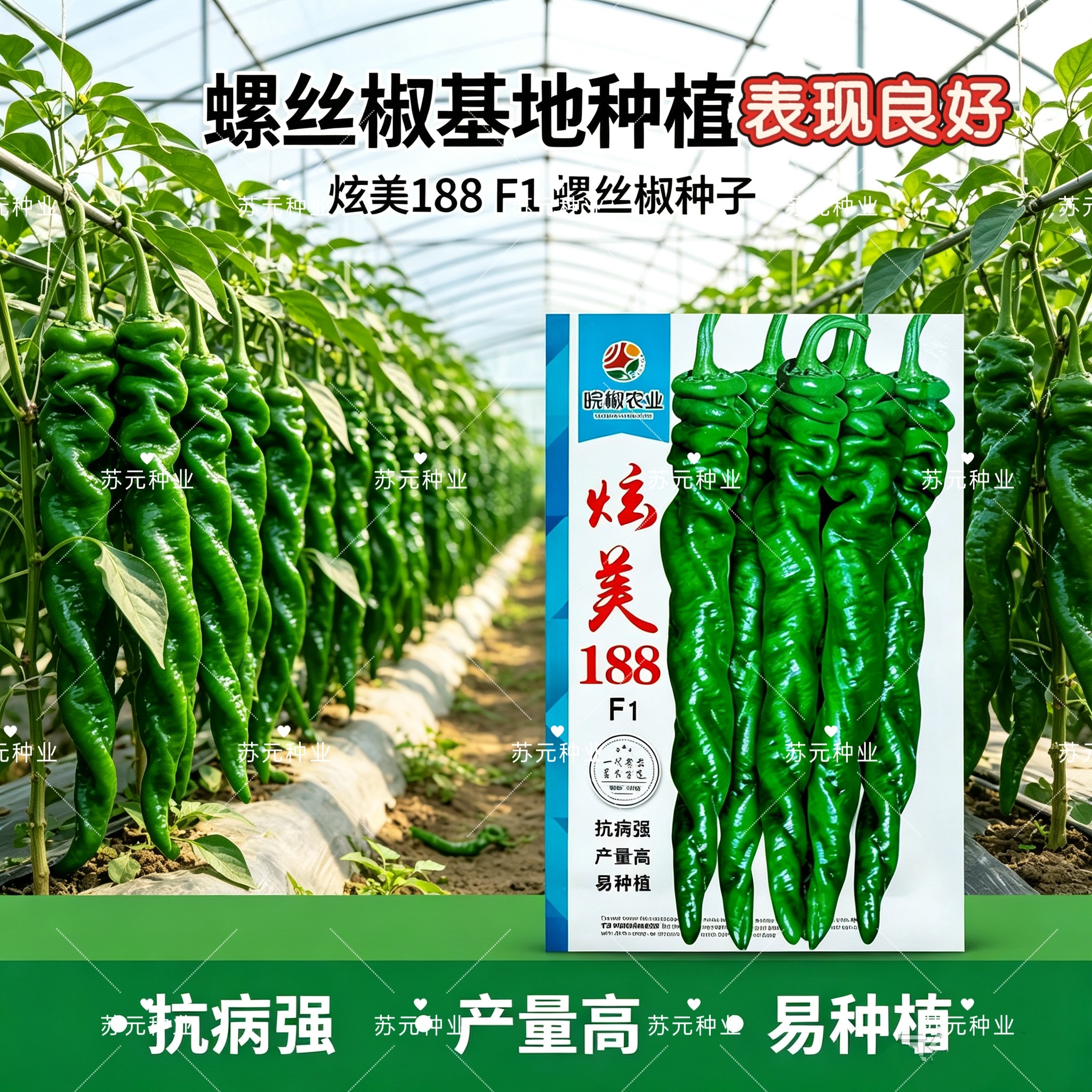 皖椒炫美188辣椒种子抗病高产早中熟螺丝椒春秋大麻花螺丝王陇椒