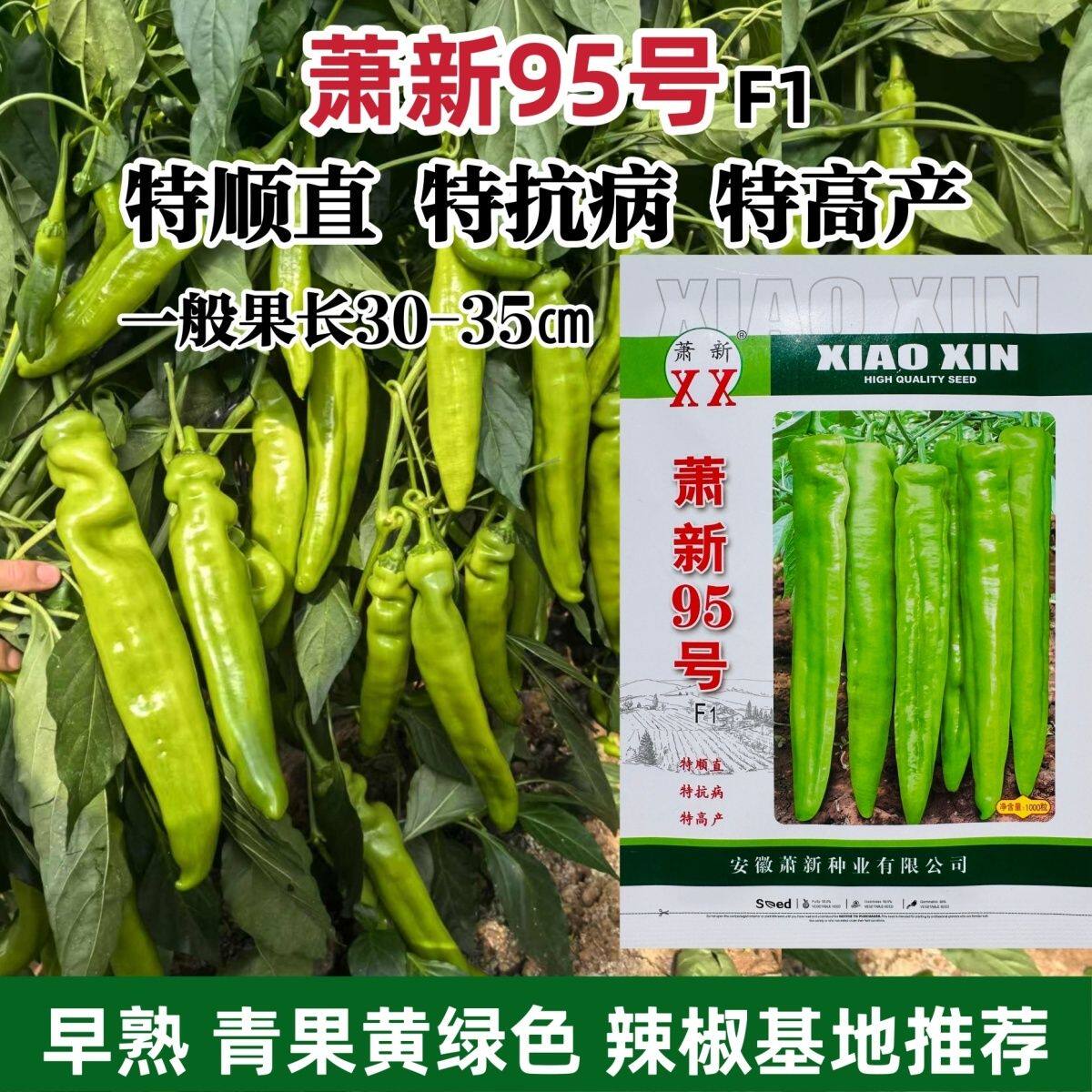 萧新95号黄绿皮辣椒种子早熟顺直光亮粗长羊角形辣椒种籽高产抗病