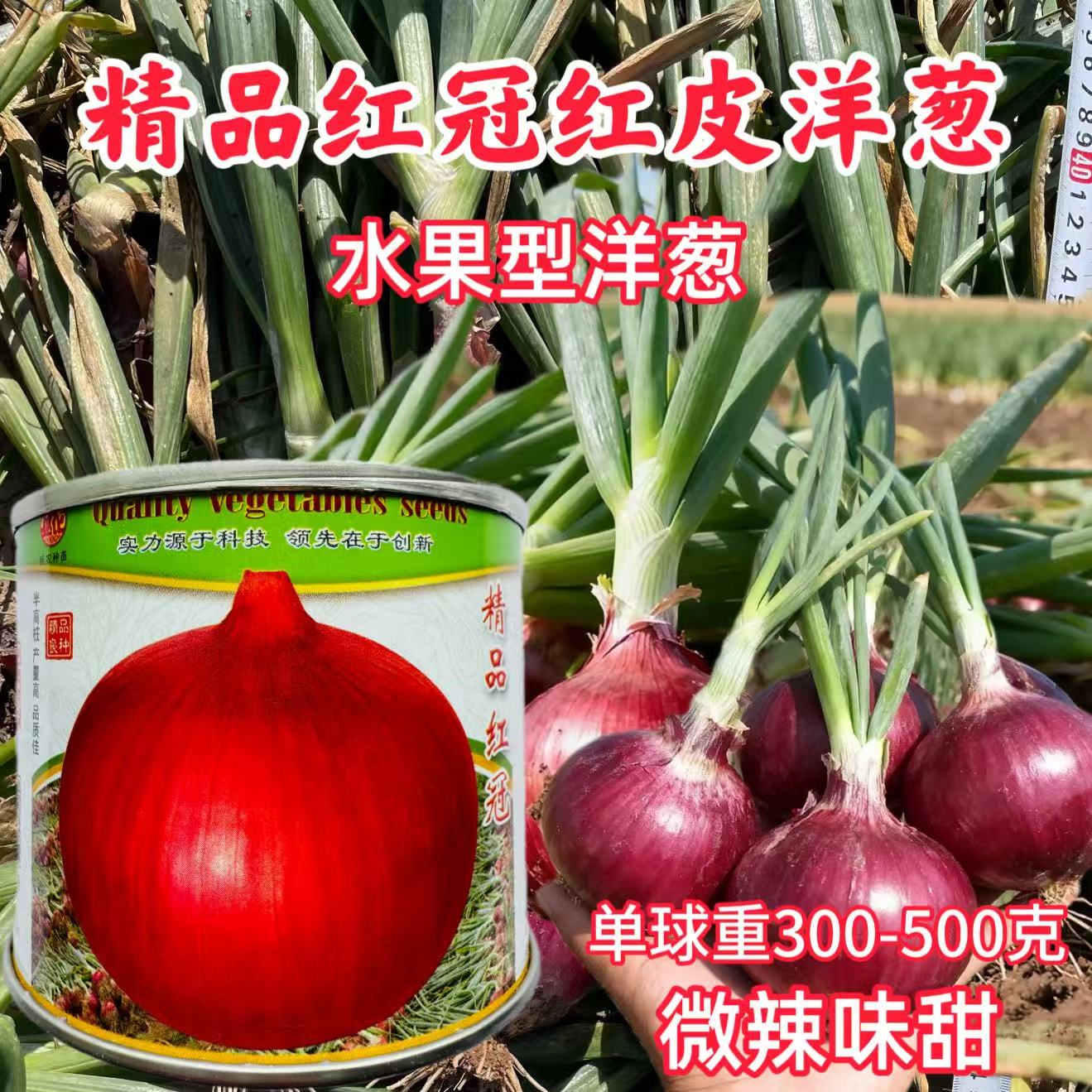 拯农精品红冠早熟半高桩高品质红皮洋葱种子耐寒高产水果洋葱50克