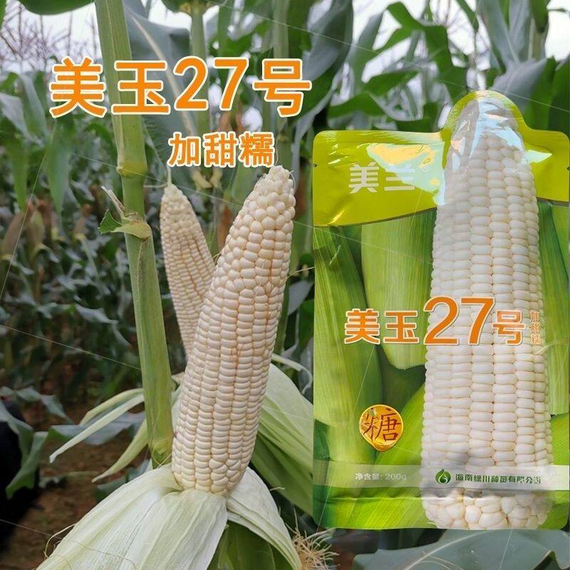 正品美玉27号原装加甜糯玉米种子高产矮杆大棒玉米大田苞谷种子