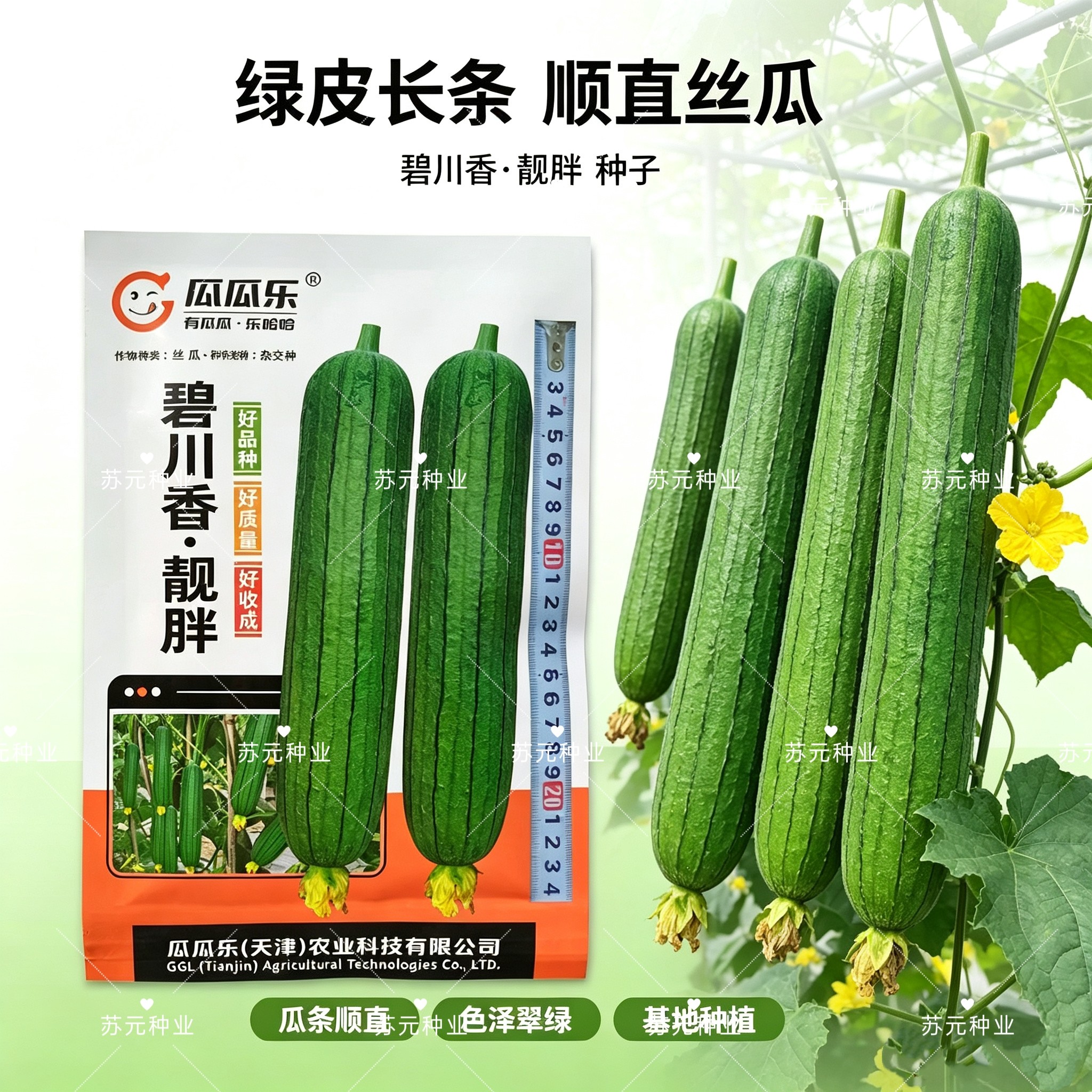 碧川香靓胖丝瓜种子早熟短棒皮色油青丝瓜种籽硬度好肉质细腻高产