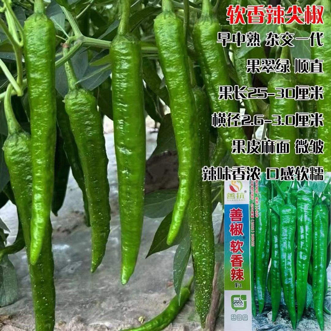善椒软香辣辣椒种子软皮早香辣椒种子早熟味香辣皱皮大果辣椒种籽
