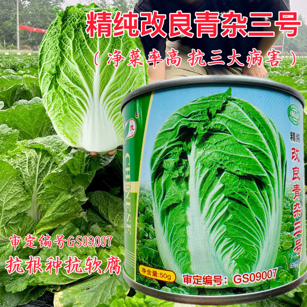 改良青杂三号大白菜种子高产抗病好吃耐贮运中晚熟春秋播白菜种籽