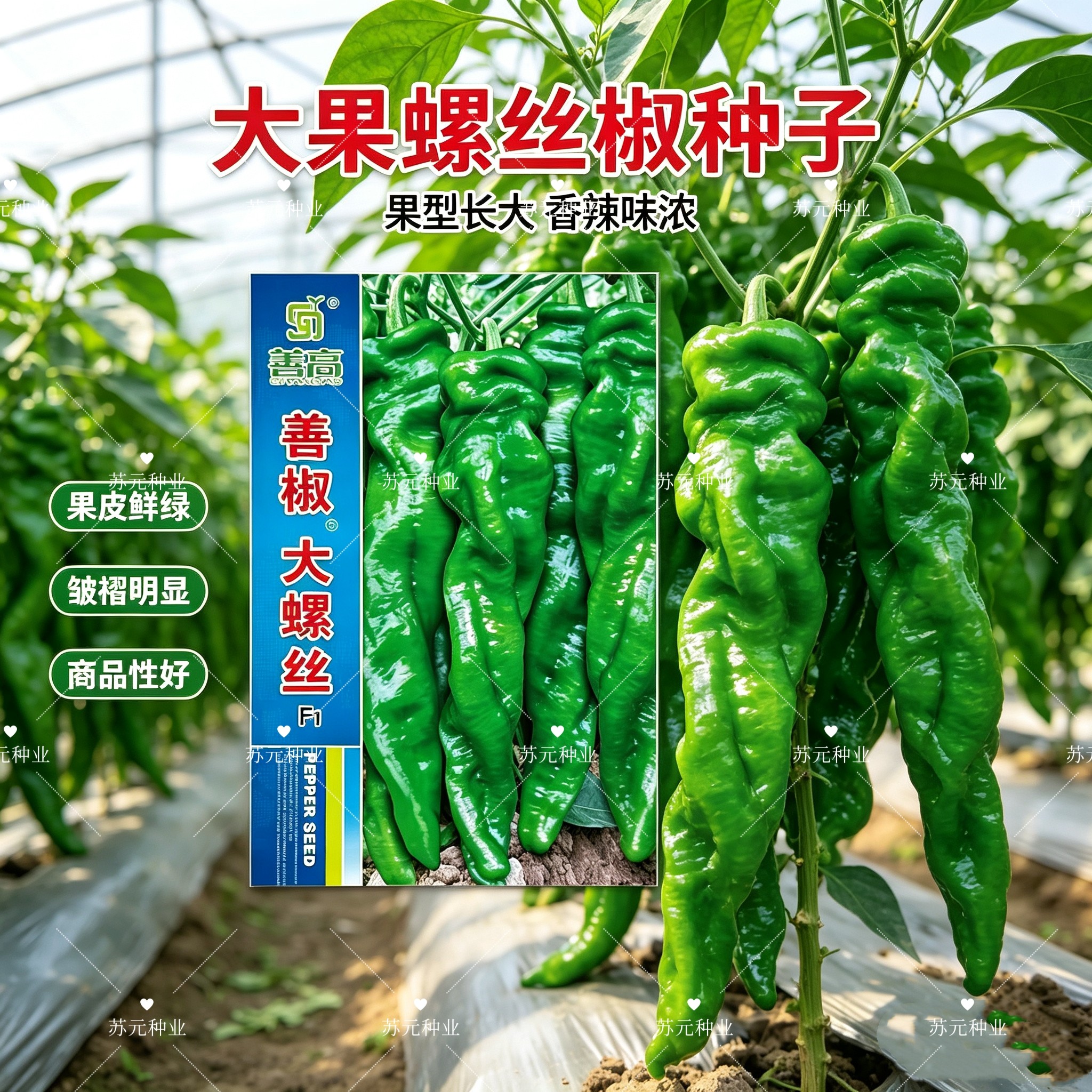 善椒大螺丝F1辣椒种子大果螺丝椒种籽早熟薄皮香辣高产羊角辣椒籽
