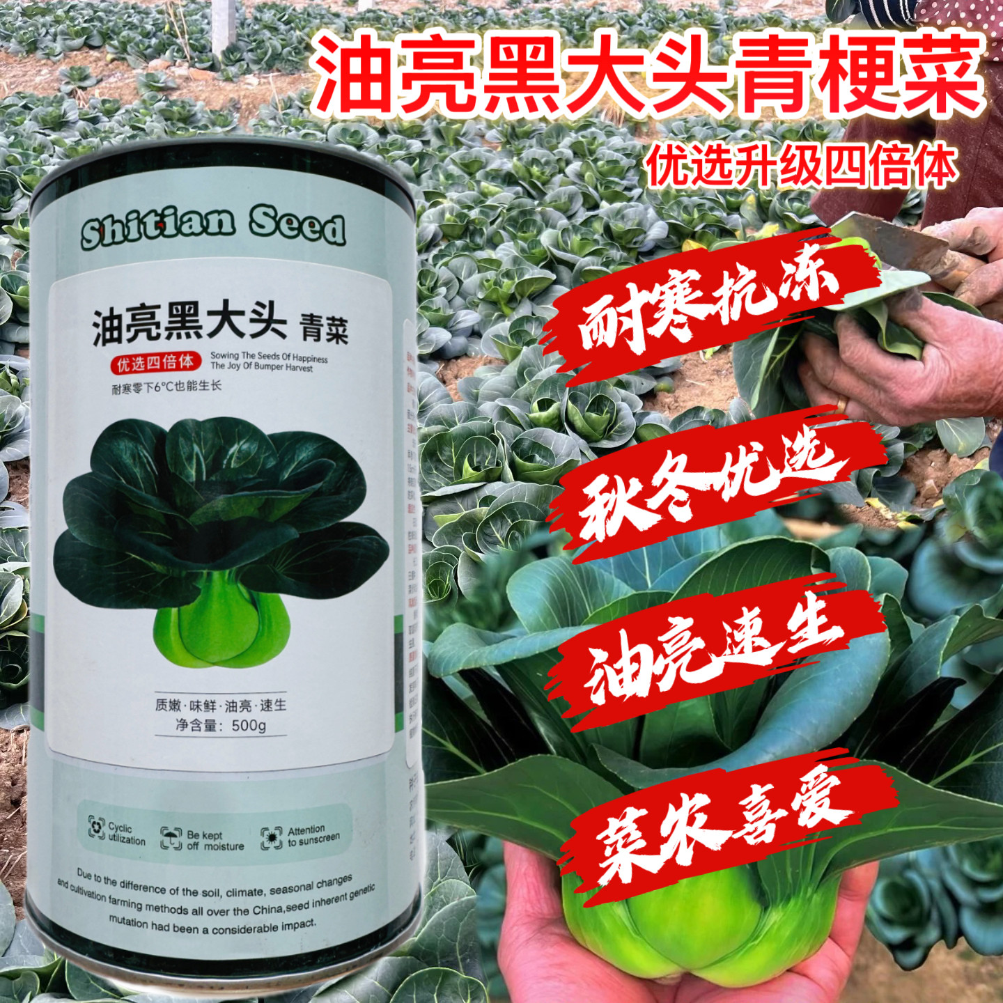 油亮黑大头青菜种籽耐寒大叶矮脚油亮黑青菜种子短梗束腰甜糯