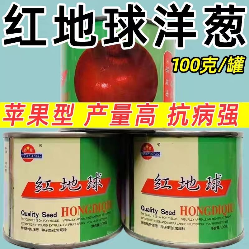 红地球红皮洋葱高产抗病强抗旱耐寒光泽度强大田基地种植蔬菜种子