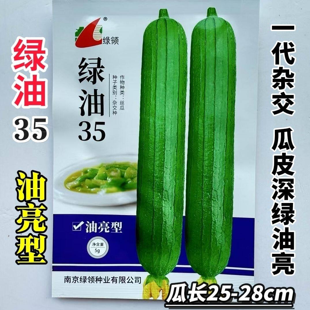 绿油35杂交一代丝瓜种子油皮丝瓜短棒春秋播种香丝瓜种子