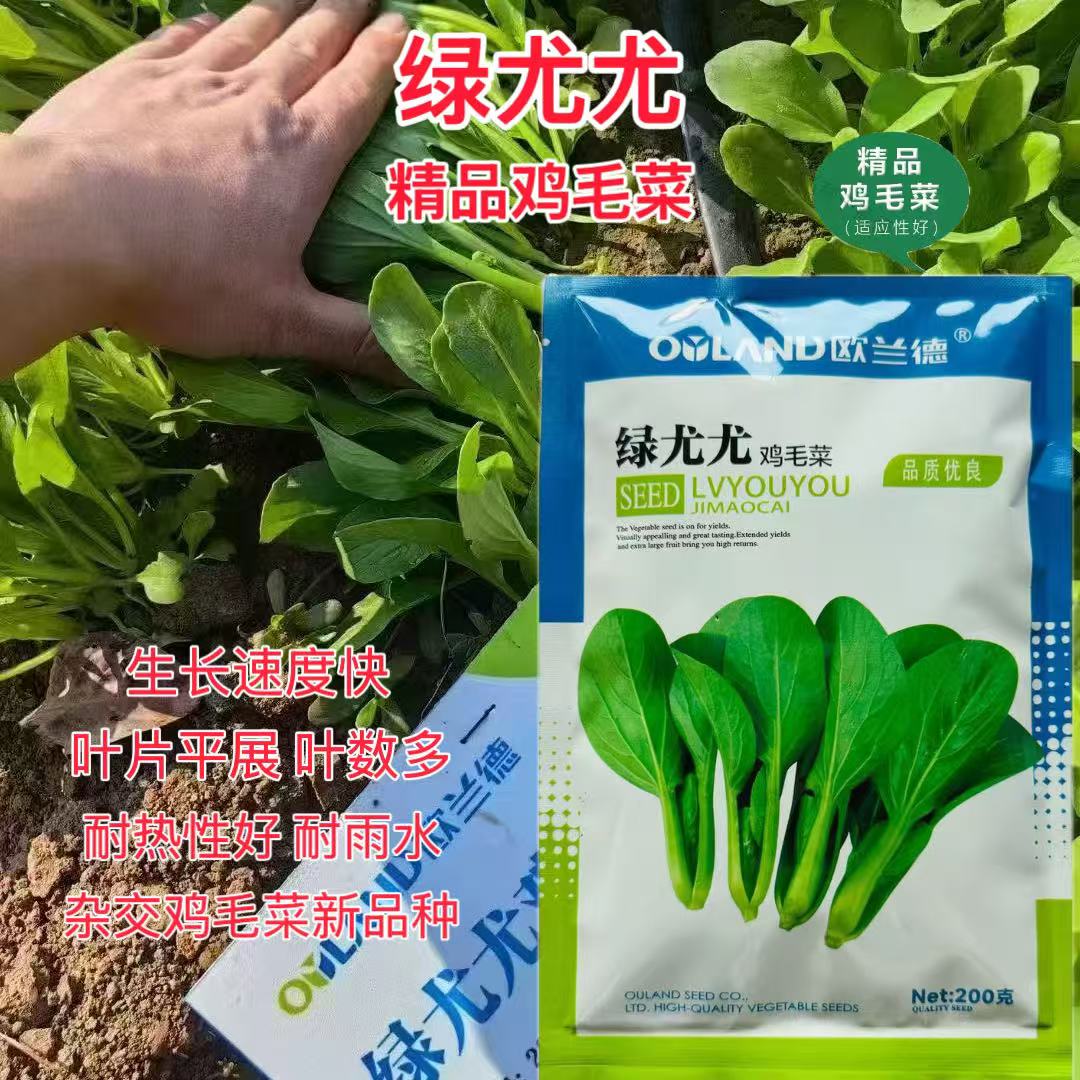绿尤尤鸡毛菜种子籽欧兰德杂交青梗耐热耐湿四季夏季速生鸡毛菜籽