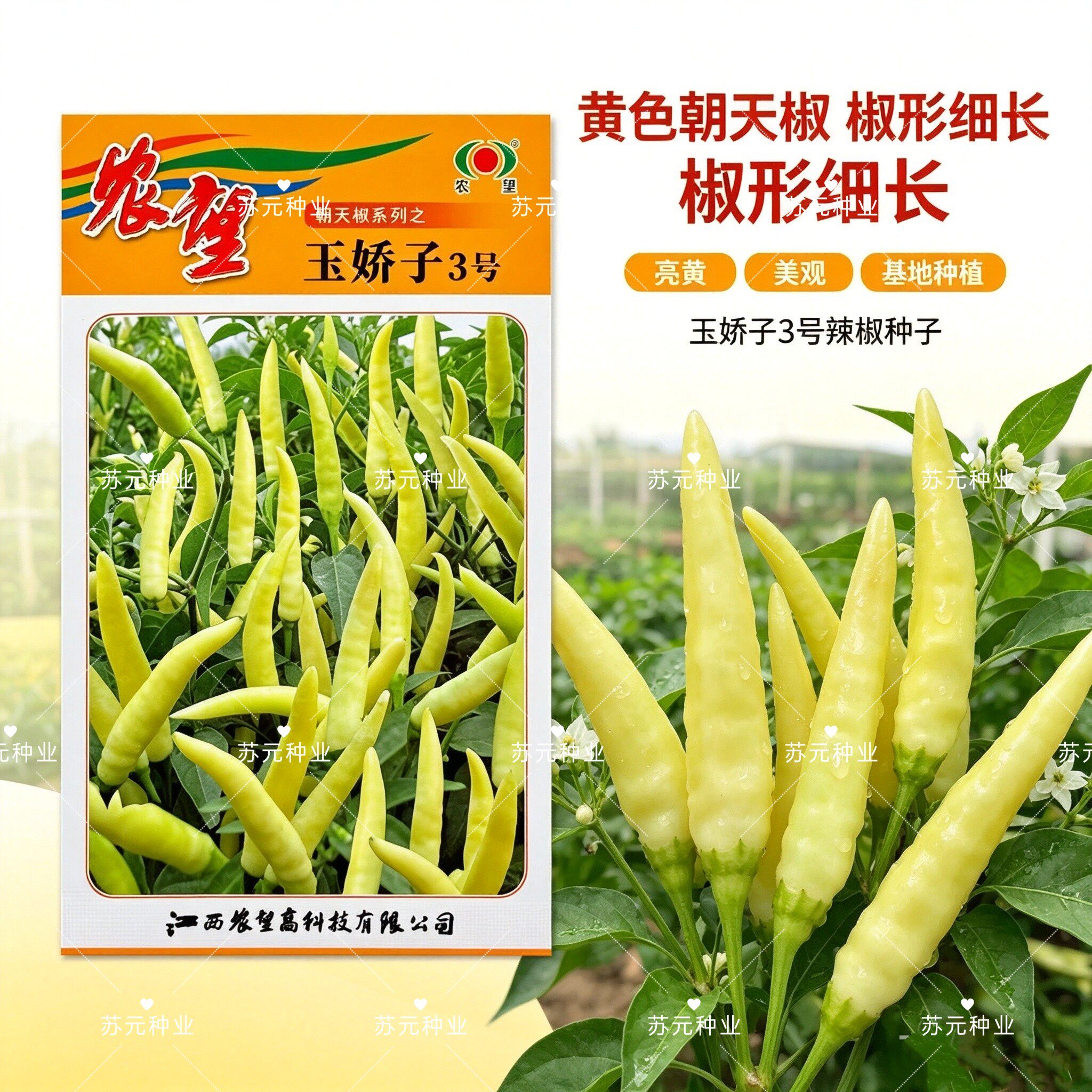 农望玉娇子3号朝天椒种籽早熟小米椒白米辣小辣椒籽优质辣椒种子