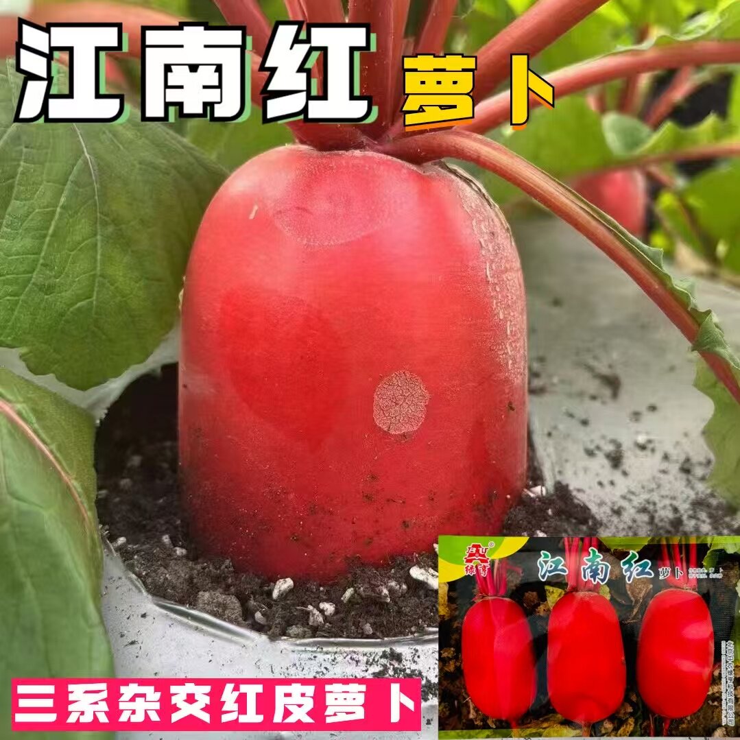 江南红萝卜种子红皮水果萝卜种子红心红皮秋冬四季农家新鲜蔬菜种