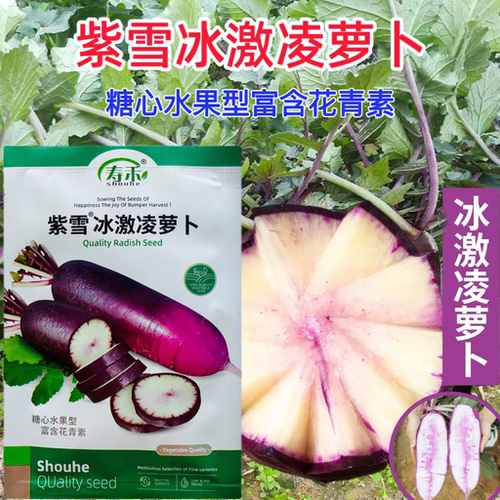 寿禾冰激凌水果萝卜种子种籽紫皮冰淇淋水果罗卜籽种菜种蔬菜孑子
