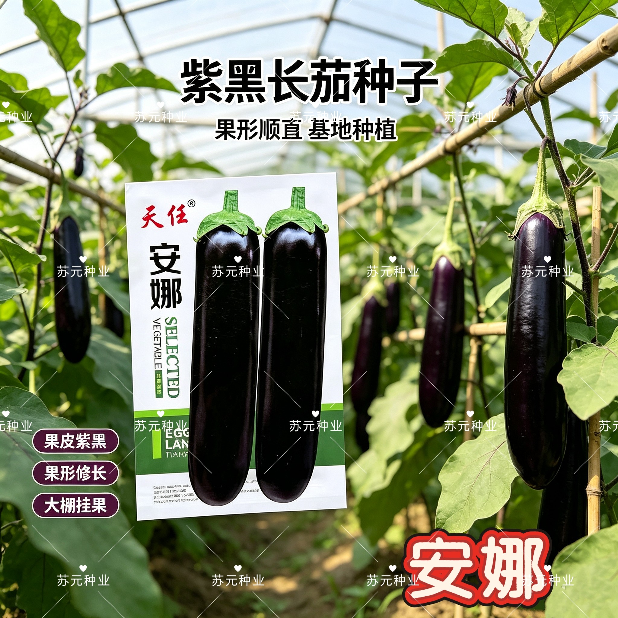 天任安娜绿萼片长棒茄种子中早熟淡绿肉黑亮长茄子种籽蔬菜种子