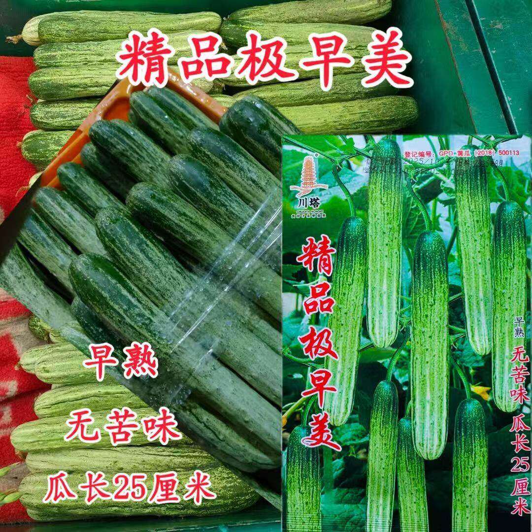 川塔精品极早美丝瓜种子极早熟白刺瓜条顺直强雌无苦味绿白相间皮