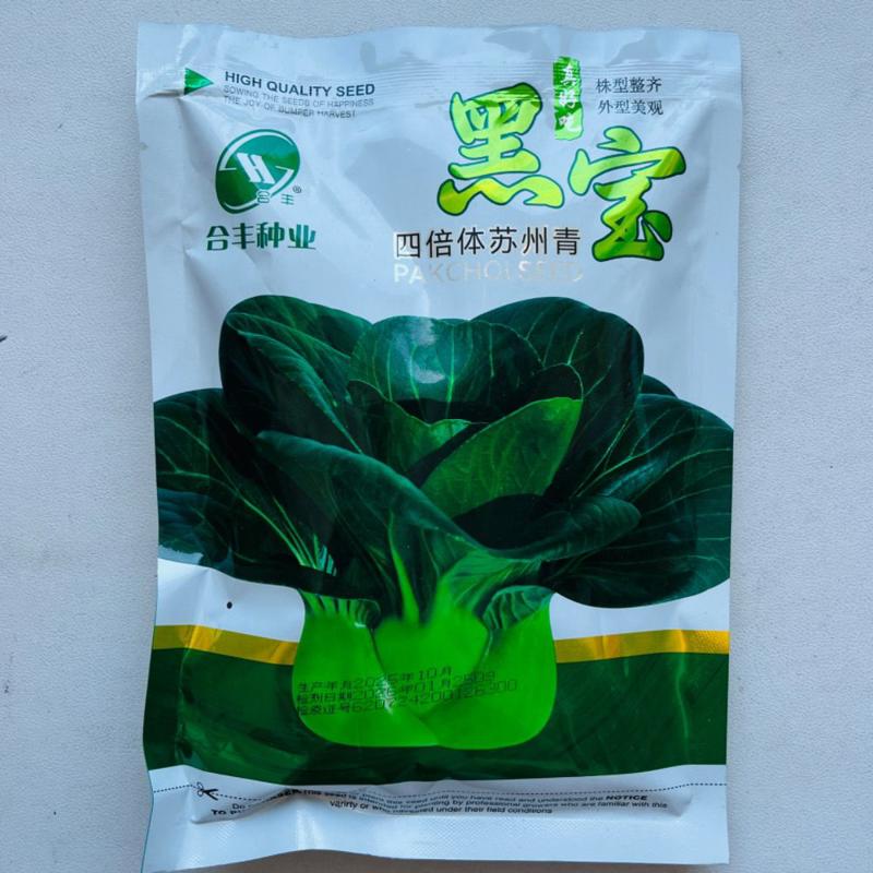黑宝合丰四倍体苏州种子耐热青菜矮脚青梗菜叶油亮四季抗病盆栽图片