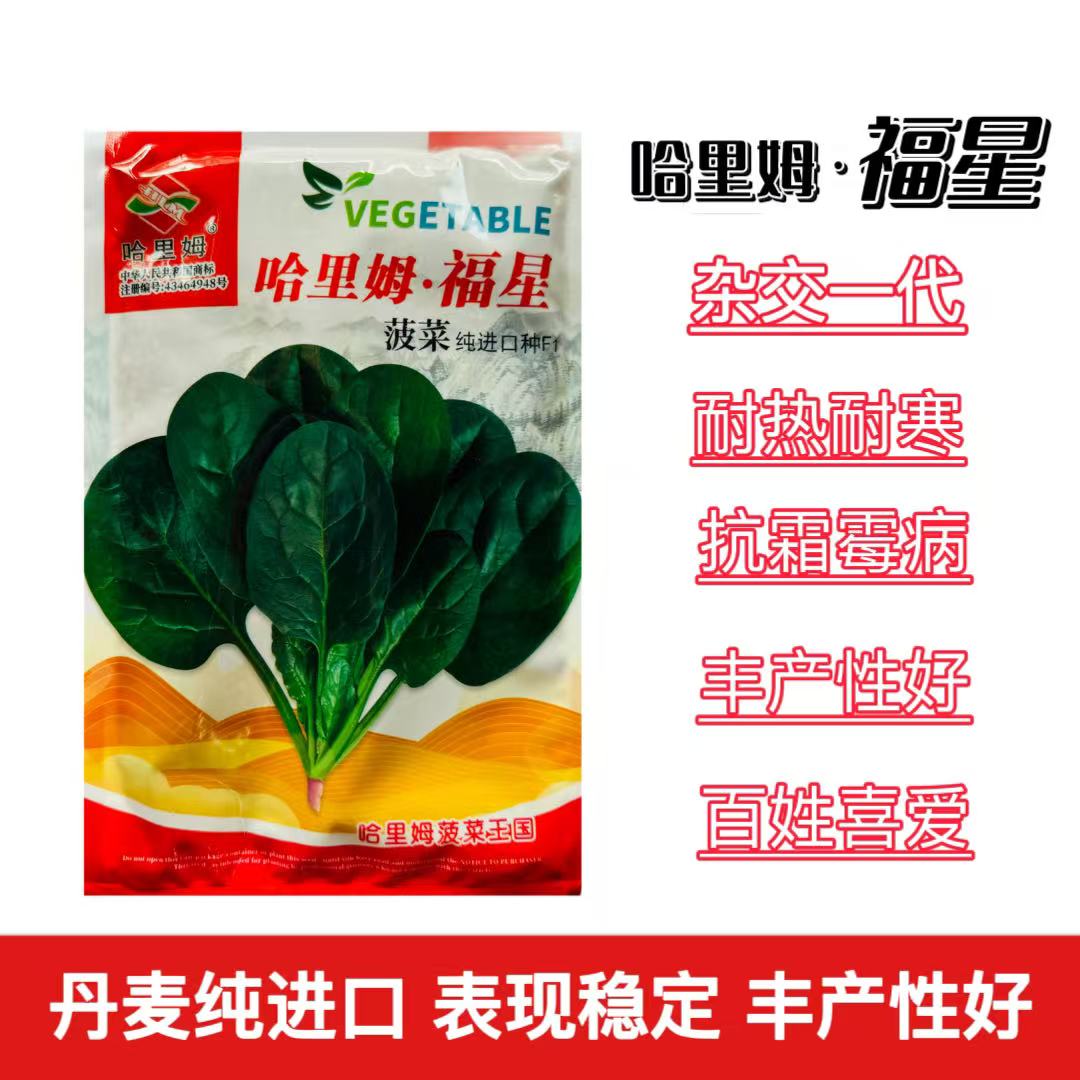 哈里姆福星进口菠菜种子杂交一代中早熟抗病耐热耐寒菠菜籽种原装