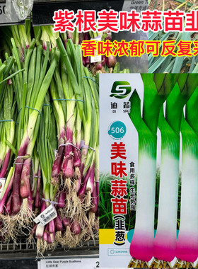 蒜苗种子生长势强美味蒜苗种子农家自种四季蔬菜种籽绿色健康