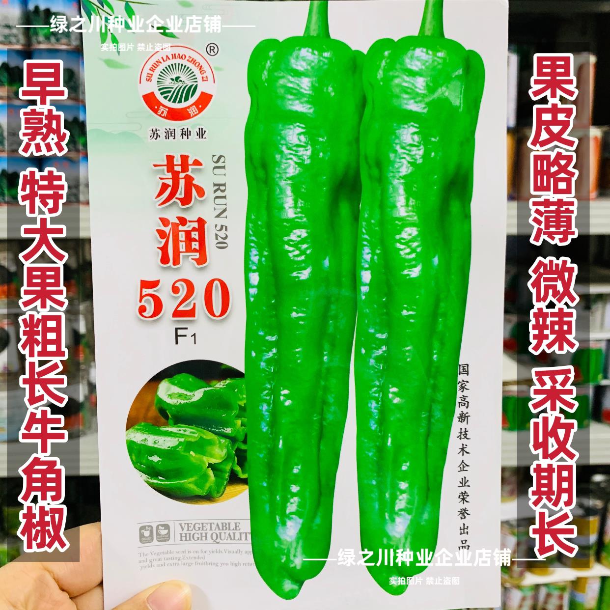 苏润520牛角椒种子早熟青椒特大果粗长牛角辣椒种子微辣高产基地