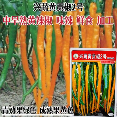 黄贡椒2号辣椒种子中早熟特辣黄辣椒种子耐热抗病高产春秋播