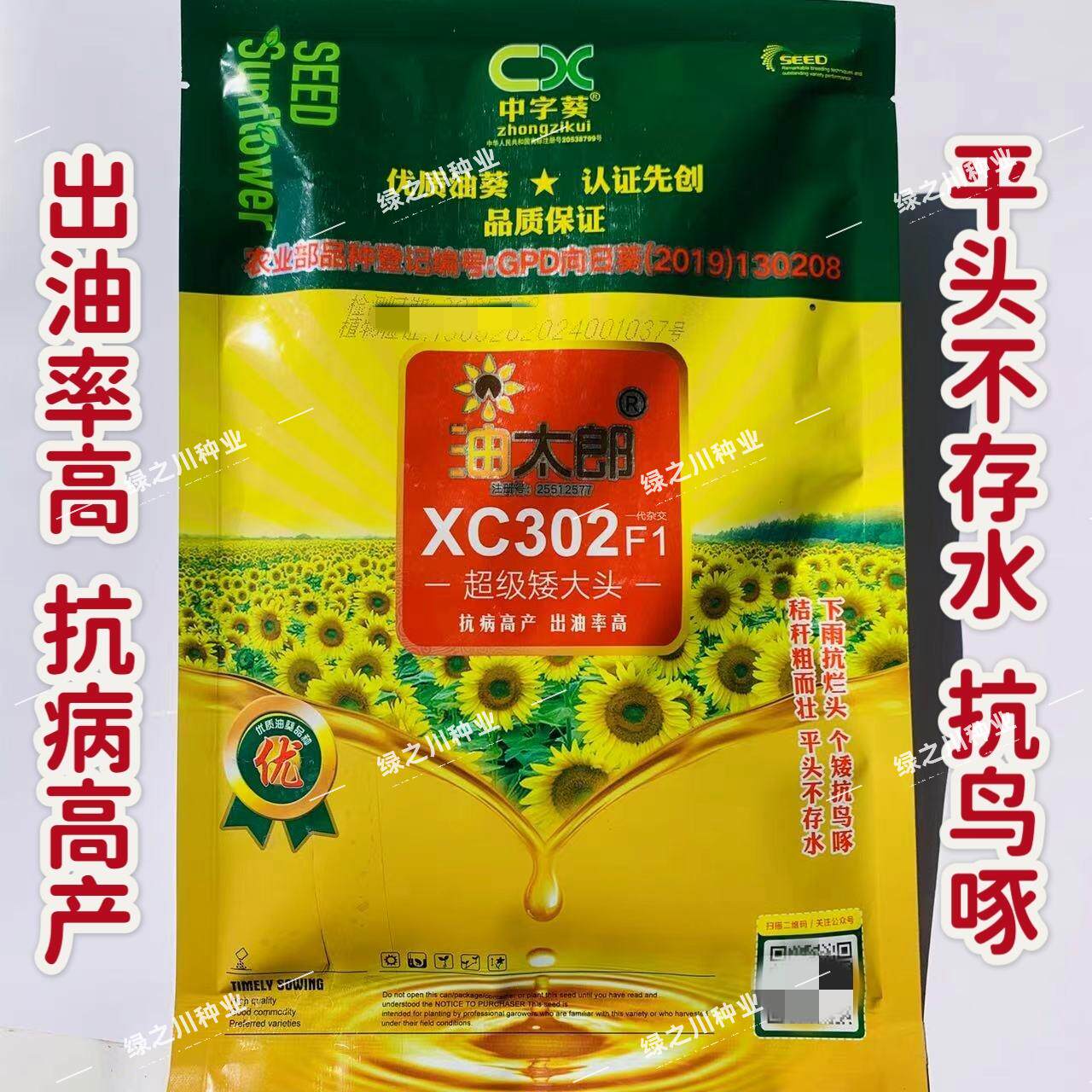 油太郎XC302油葵种子超级矮大头油葵种籽抗鸟啄平头高出油向日葵