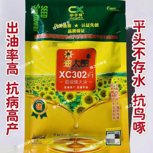 油太郎XC302油葵种子超级矮大头油葵种籽抗鸟啄平头高出油向日葵