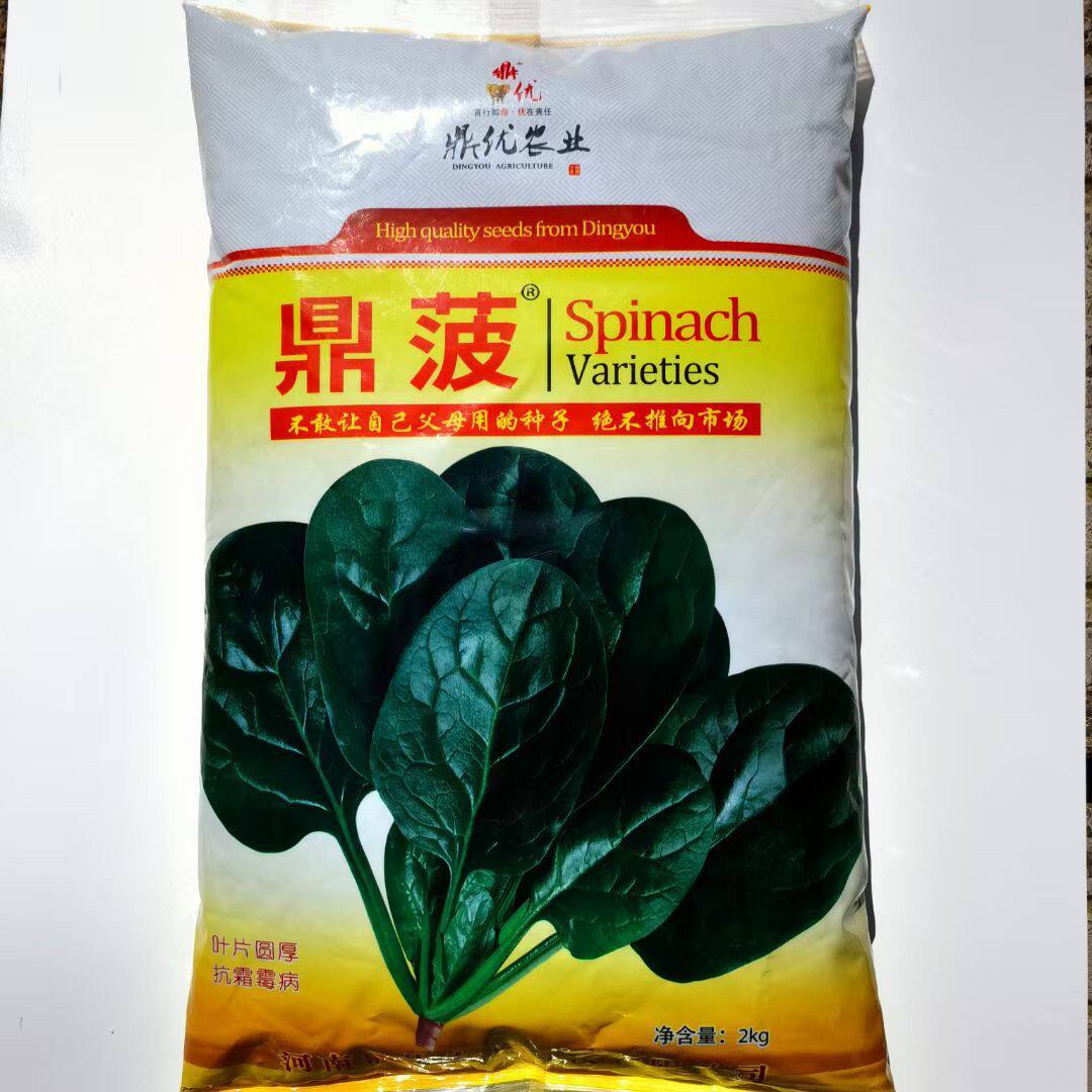 鼎菠011鼎优菠菜杂交菠菜种子黑厚圆叶抗病耐寒耐热鼎中早熟夏播