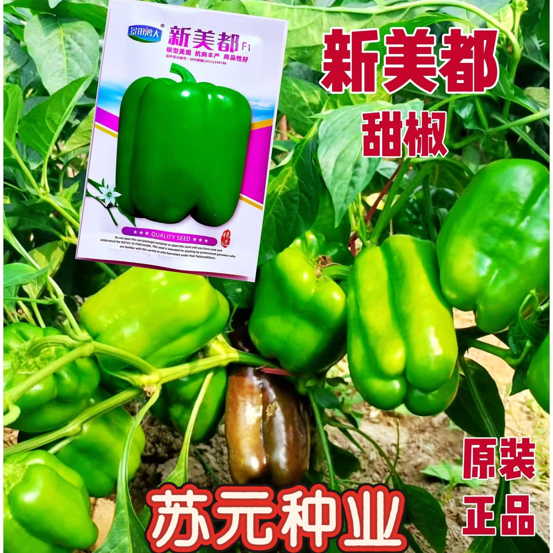 鸿大新美都中早熟甜椒种子灯笼型绿果甜椒大果菜椒种籽肉厚耐低温