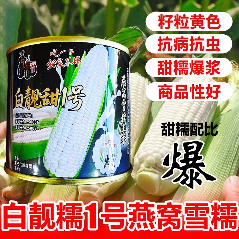 白靓甜1号燕窝雪糯玉米种子全新第三代超甜糯玉米好种植口感无渣