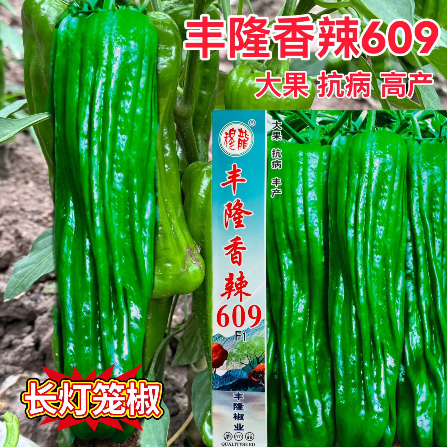 穆龙丰隆香辣609辣椒种子早熟长灯笼椒薄皮大果浓辣椒籽菜园大田