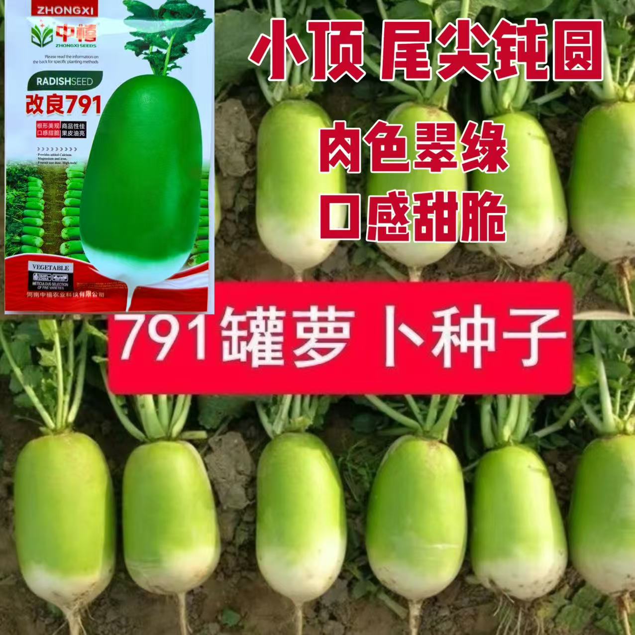改良791 青萝卜种子 光滑甜脆翠绿肉高产抗病商品性佳 秋播