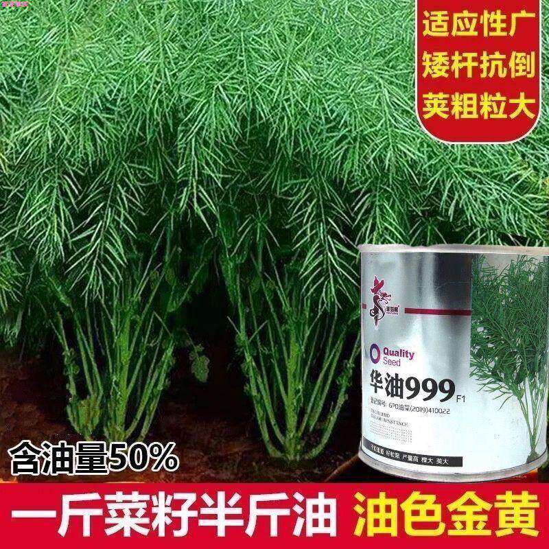 华油999油菜高产量矮秆抗倒状杂家油菜籽油滤高专业榨油原料