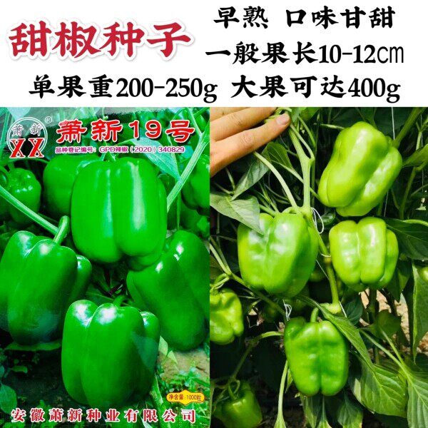 萧新19号甜椒种子辣椒种子灯笼椒种子菜椒种子青椒种籽春秋播高产