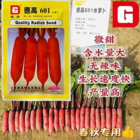 德高萝卜种子601水萝卜种子无辣味微甜春秋两用红皮萝卜种籽当季