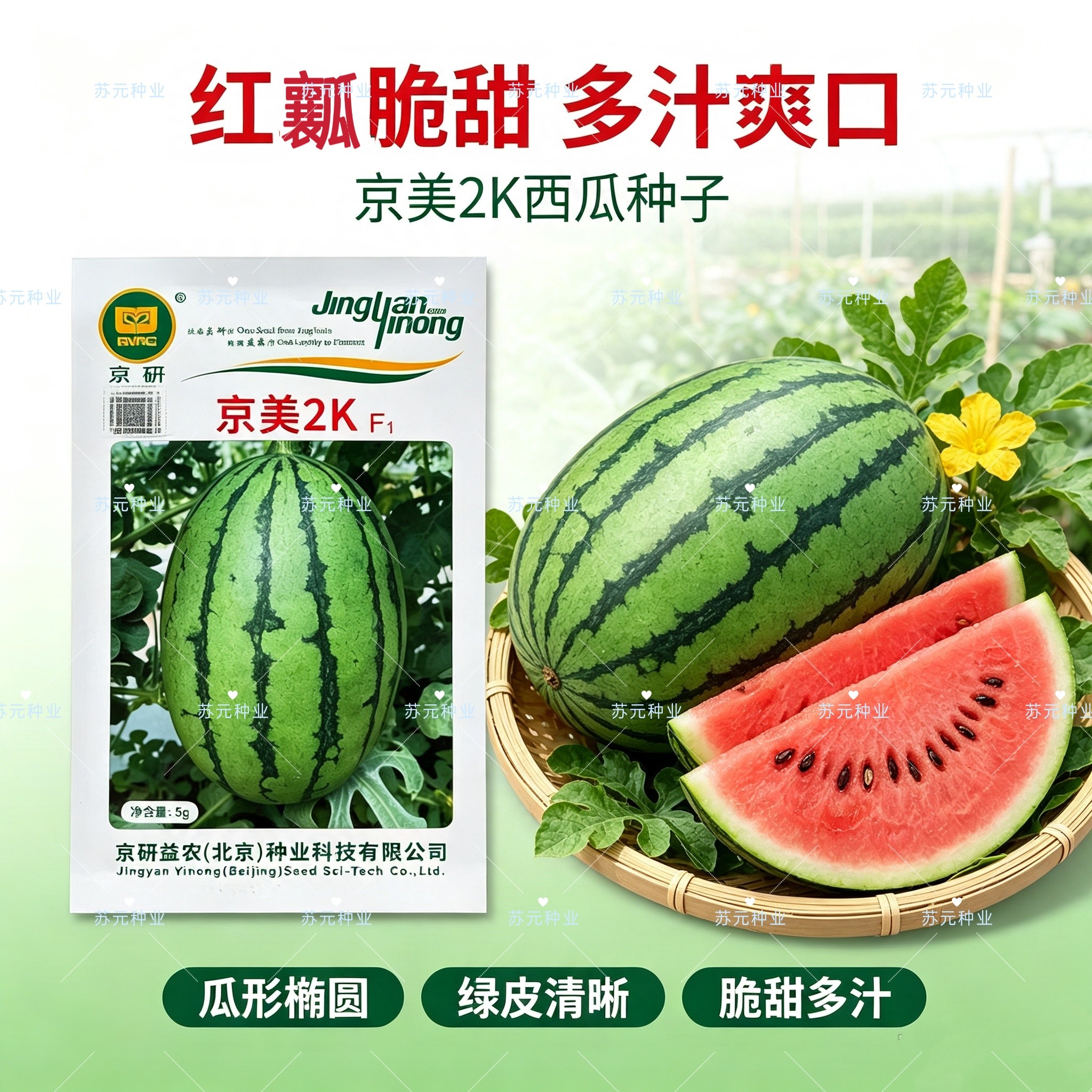 京美2K西瓜种子 早熟礼品西瓜种籽 高糖度丰产吊蔓小西瓜皮薄耐运