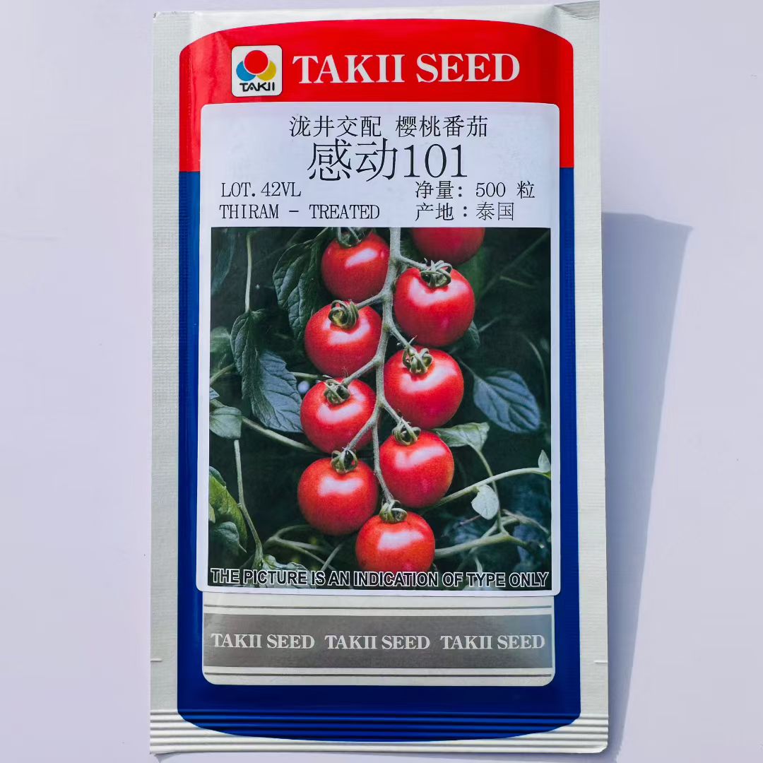 感动101泷井系列进口樱桃番茄种子无限生长口感型小番茄种子耐裂