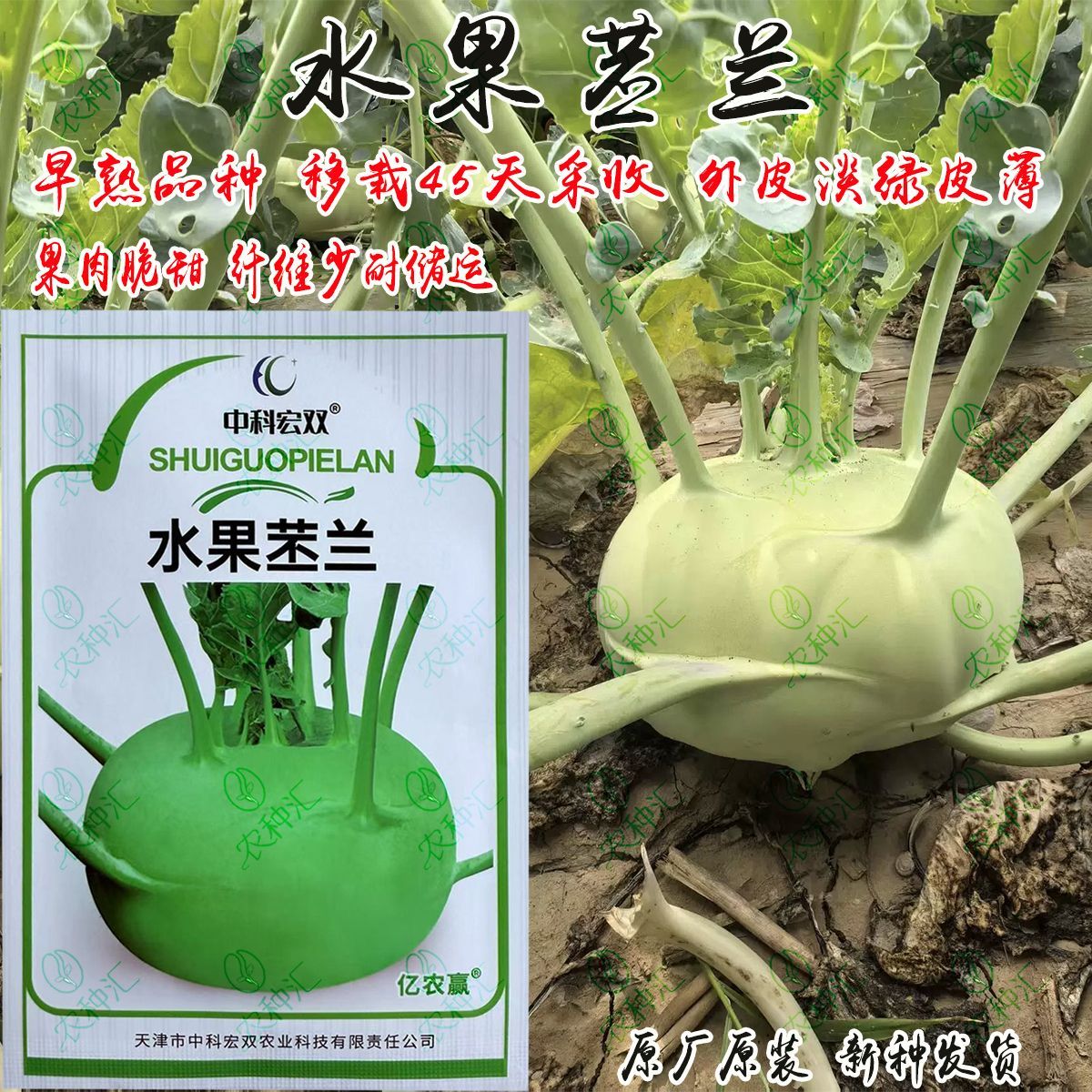 水果苤蓝种子早熟球茎扁圆皮薄脆甜纤维少耐储运水果芥蓝蔬菜种籽