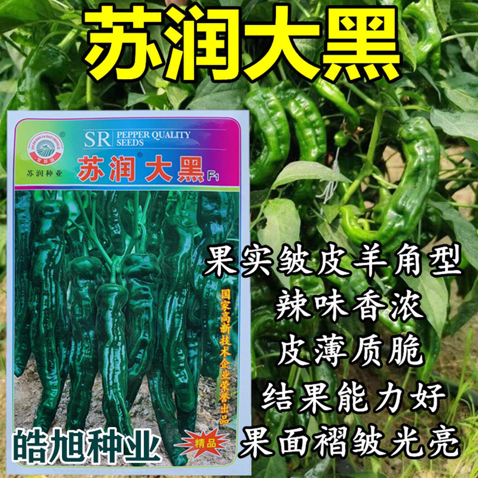 苏润大黑薄皮皱皮辣椒种子质脆味辣皮黑绿色皱皮椒特辣种子籽皮薄