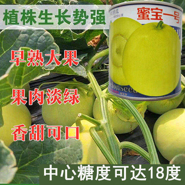 蜜宝一号甜瓜种子超甜薄皮酥香脆爽多汁甜掉牙四季播盆栽水果种籽