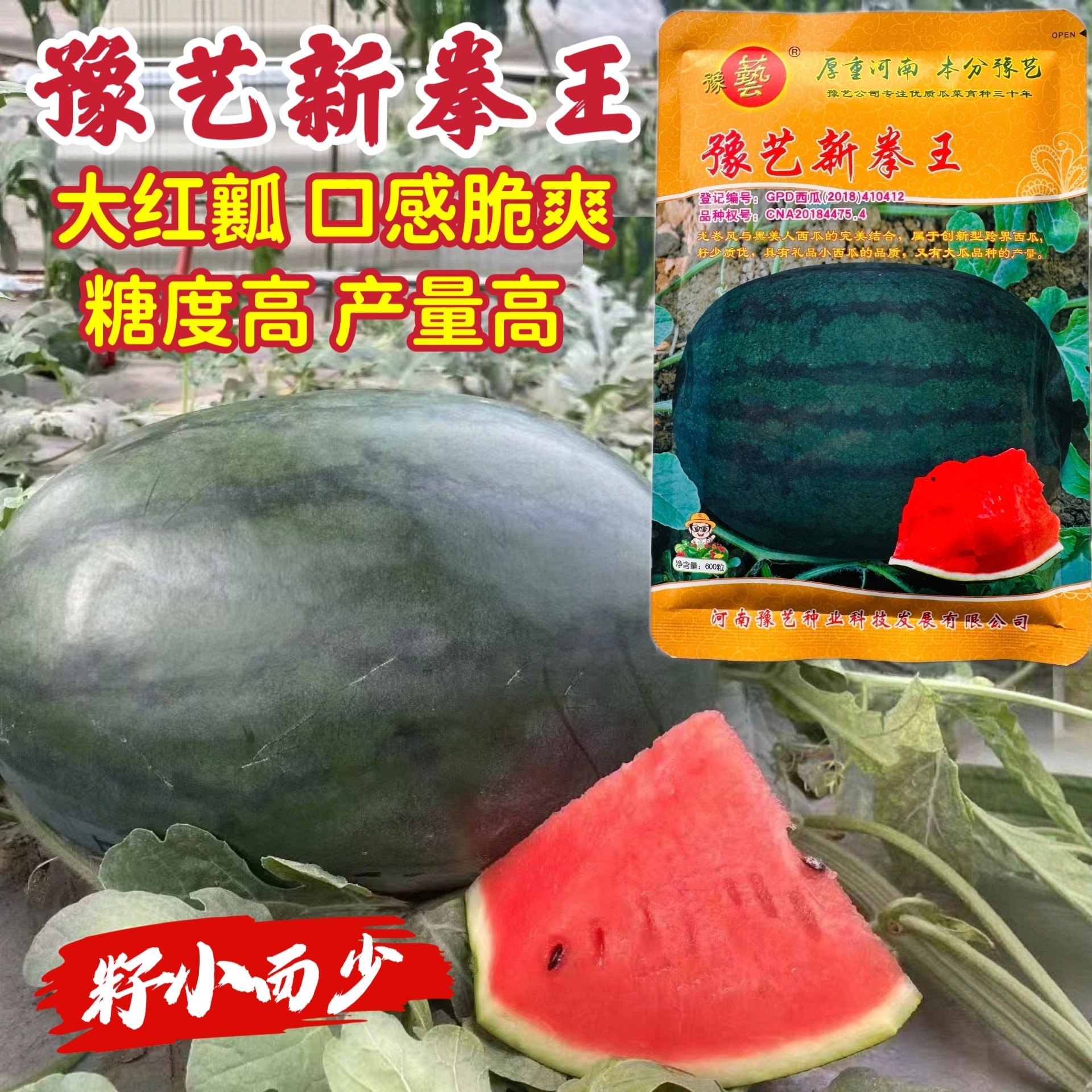新拳王西瓜种子早熟高产抗病耐重茬大果型西瓜种籽春秋播基地