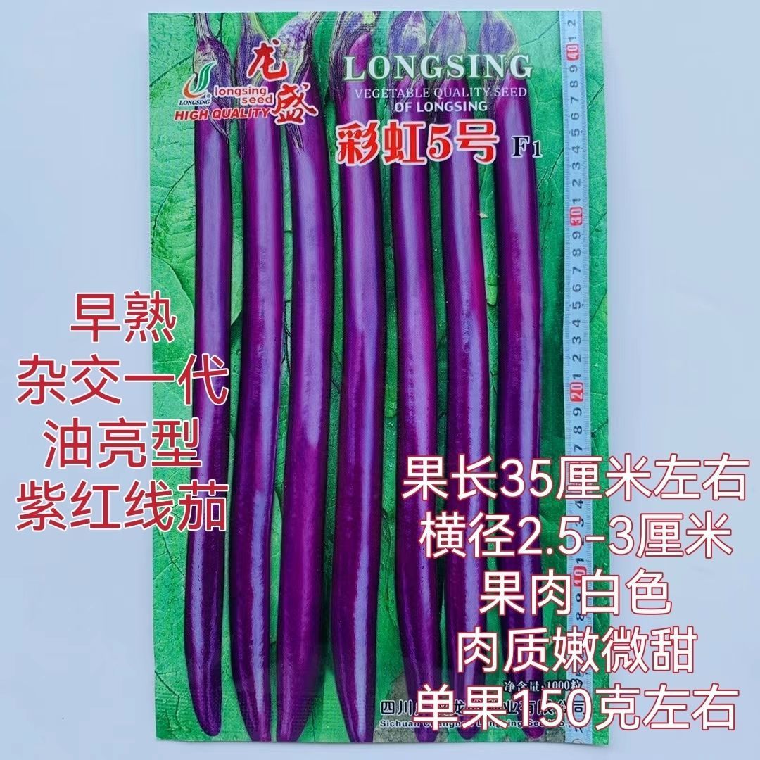 茄子种子龙盛彩虹5号线茄种子紫红长线茄种子春季秋冬线茄子种孑