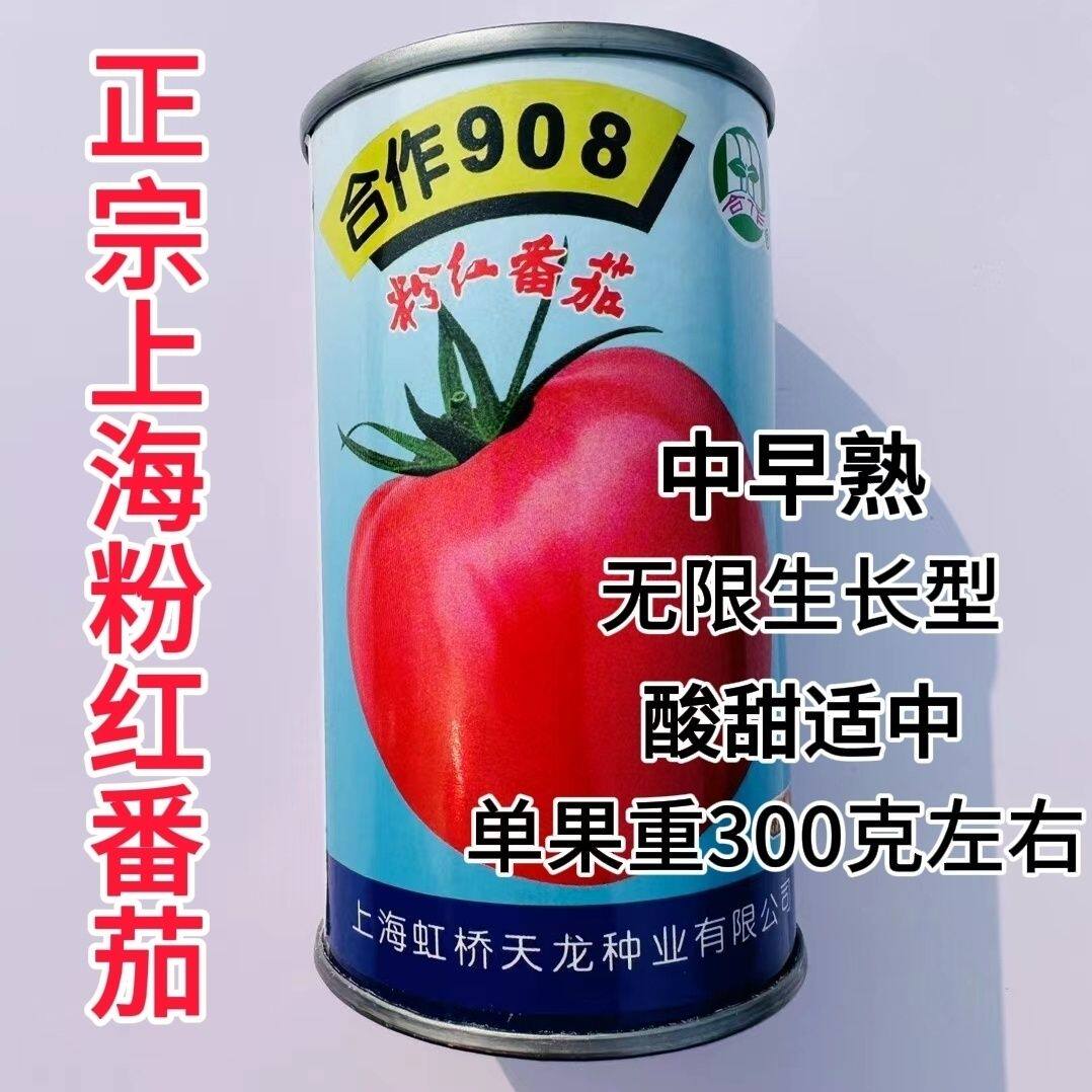 合作908粉红番茄种子无限生长型大果西红柿种籽大田基地春秋季播