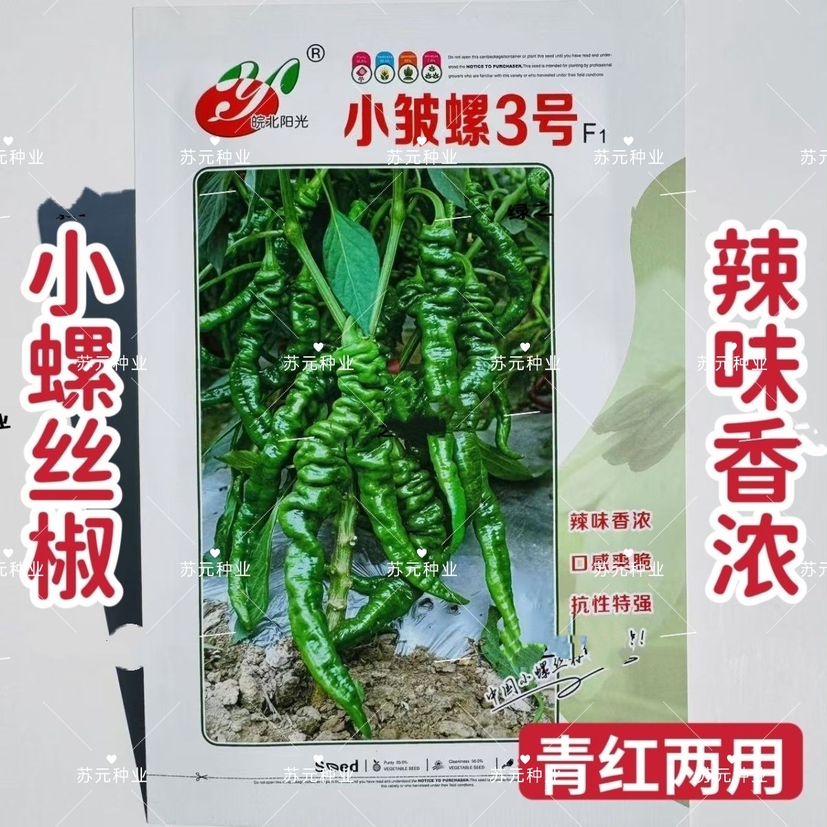 小皱螺3号辣椒种子早熟杂交一代螺丝椒种籽辣椒种籽小螺丝椒种子
