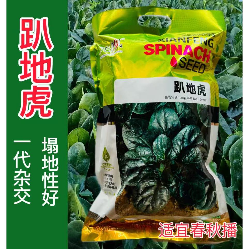 趴地虎菠菜种子高产抗病耐热耐寒农家菜园基地阳台种植蔬菜种子籽