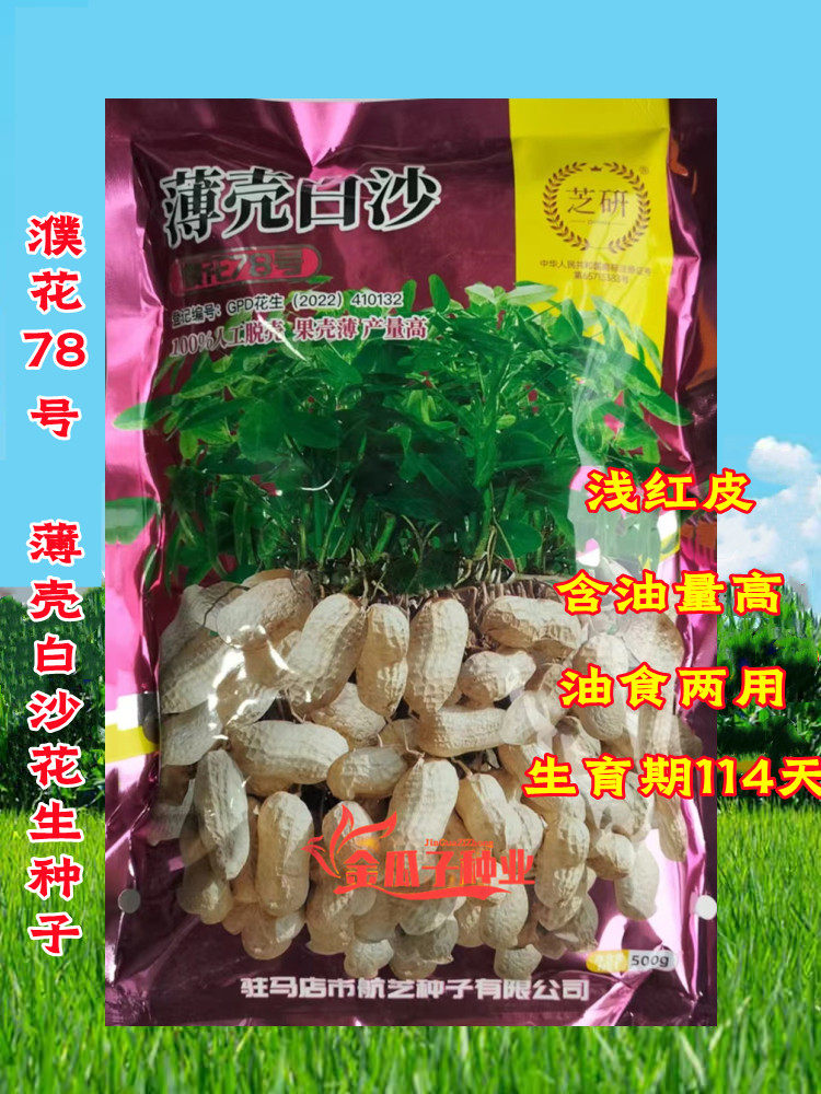 濮花78号薄壳白沙花生种子早熟高产薄皮花生种子抗倒抗旱耐涝抗病